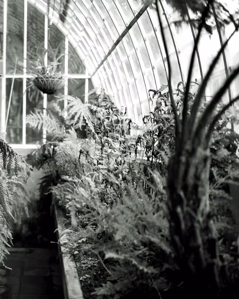 The glasshouse at Ballinacoola Nurseries